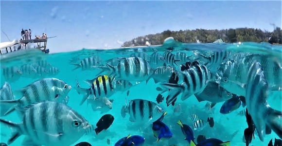 Zanzibar: Mnemba Island Dolphin and Snorkeling Tour