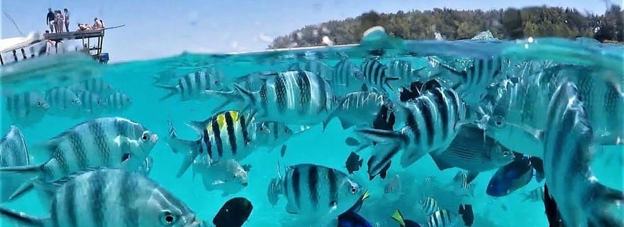 Zanzibar : île de Mnemba et nage avec les dauphins, avec option déjeuner