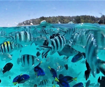 Zanzibar: Excursão com golfinhos e snorkeling na Ilha de Mnemba