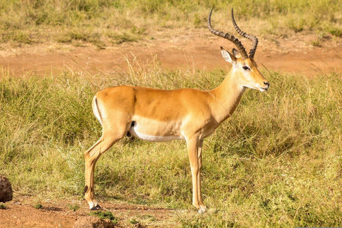 Naivasha: Hell’s Gate National Park & Geothermal Spa Tour