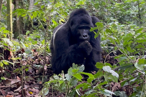 8-tägige Gorilla Trekking Reise durch Ruanda, Uganda und den Kongo (DRC)