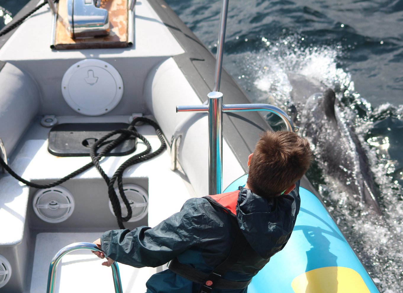 Falmouth: 2 timers RIB-tur til observation af dyrelivet