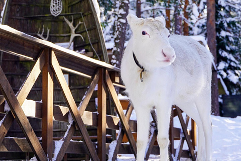 Private Helsinki Reindeer Park Safari
