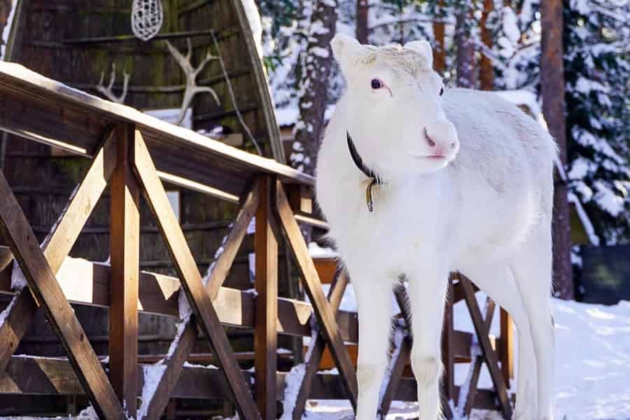 Authentisches Rentier-Erlebnis mit privatem Transport. Foto: GetYourGuide Authentisches Rentier-Erlebnis mit privatem Transport. Foto: GetYourGuide