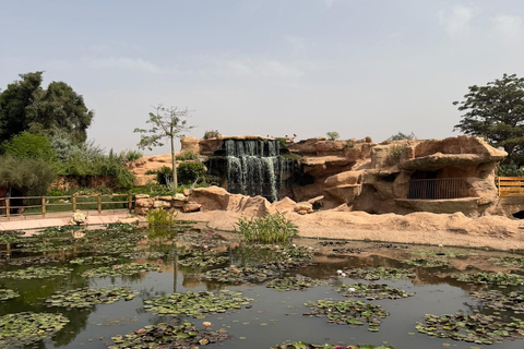 Agadir: Spotting goats in the Argan trees and visit to Crocoparc
