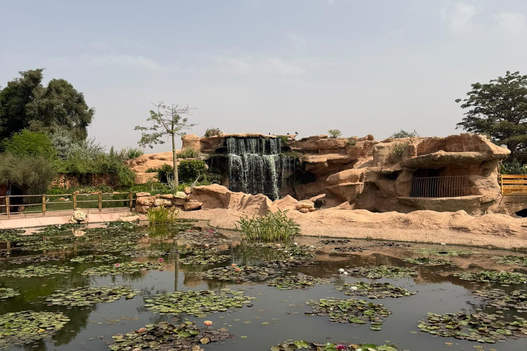 Agadir: Spotting goats in the Argan trees and visit to Crocoparc