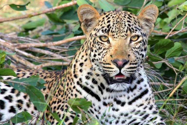 Jaipur : Visite privée du safari au léopard de Jhalana