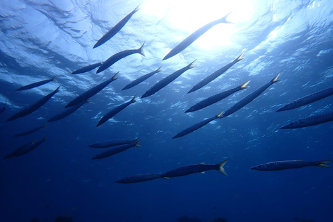 Medio día de submarinismo en playa de los Abades, TenerifeDiscover Scuba Diving