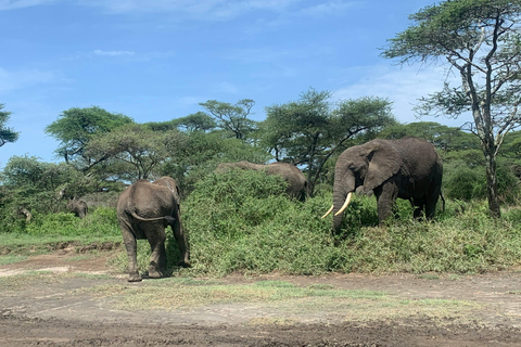 Safari de campismo de 4 dias em Tarangire, Serengeti e Ngorongoro