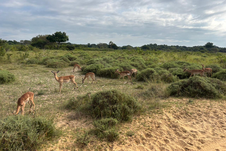 Maputo National Reserve Park Safari Excursion