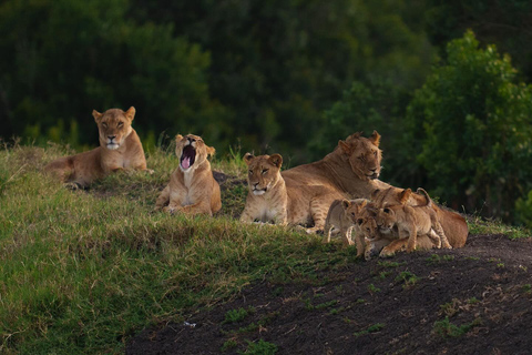 03 DAYS EXCITING MASAI MARA SAFARI