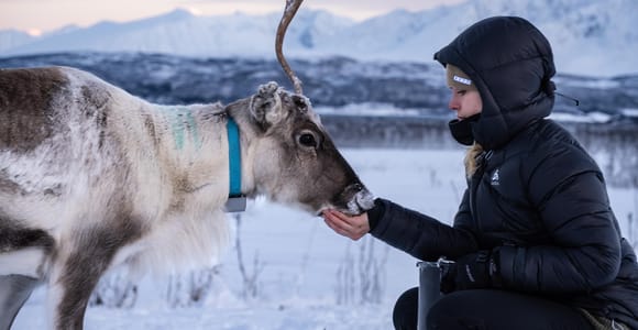 From Tromsø: Reindeer Feeding and Sami Experience with Lunch