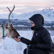 Au départ de Tromsø : Alimentation des rennes et expérience sami avec déjeuner