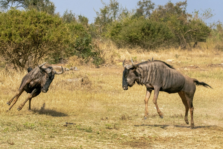 阿鲁沙：3日塔兰吉雷与恩戈罗恩戈罗火山口Safari之旅