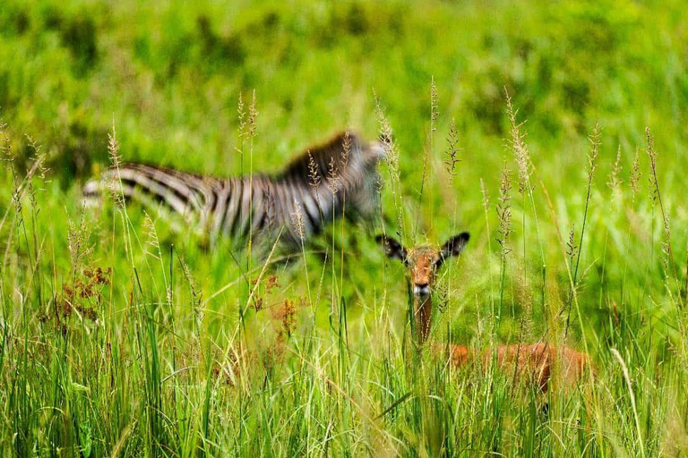 From Zanzibar: Mikumi Safari Day Trip with Flights and Lunch Mikumi Shared Safari without hotel transfer