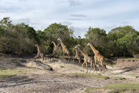 Half day-Elephant orphanage, Giraffe center & beads factory