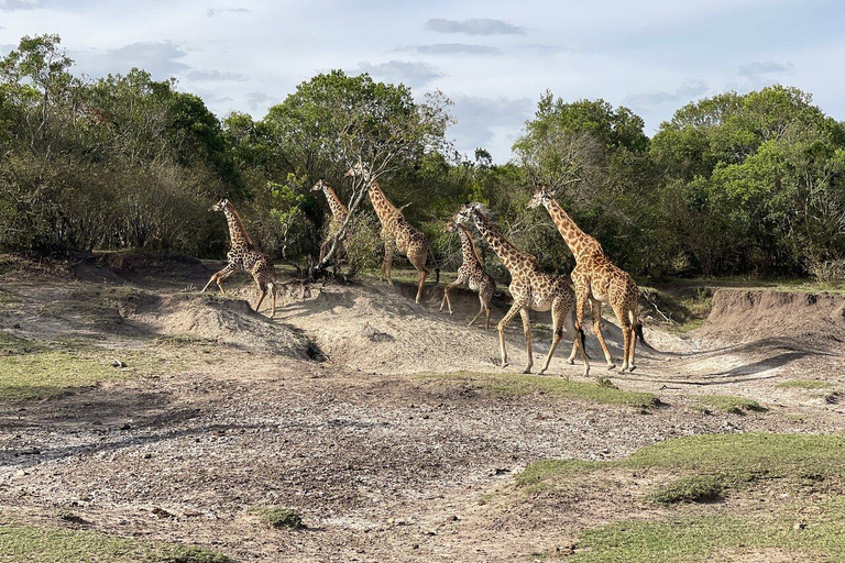 Half day-Elephant orphanage, Giraffe center & beads factory