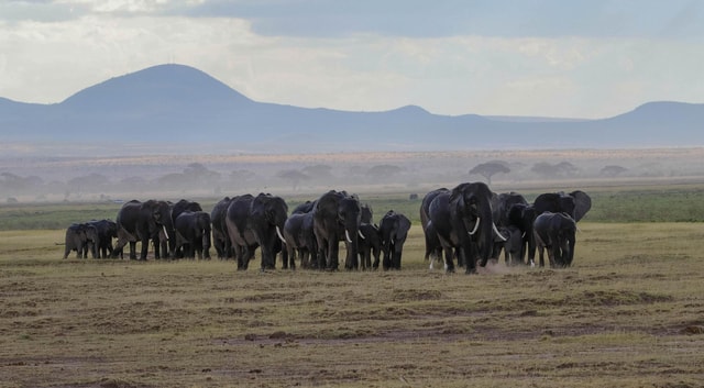 Kenya: Fly-In Safari to Amboseli from Mombasa Port 2-Day