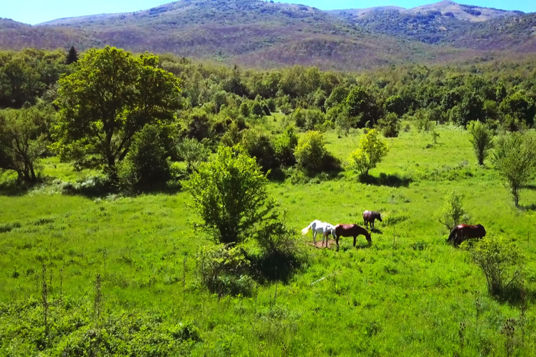 Montpellier: Private Sunset Horse Riding & Wine Tasting