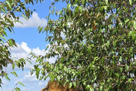 3 days Masai Mara with Giraffe Centre visit joining safari Upgrade your accommodation to lodge