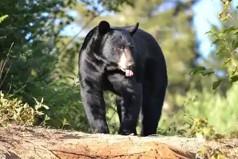 Tadoussac : Observação do urso preto com um guia especializado