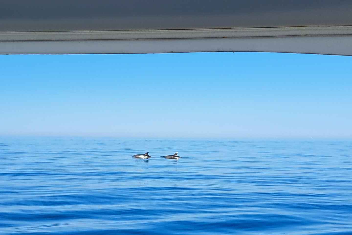 乌马格：海豚观赏与日落全景之旅