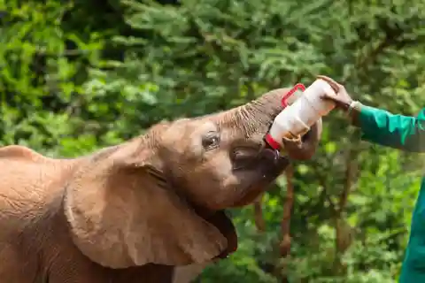 Parco Nazionale di Nairobi e Orfanotrofio degli Elefanti (con tasse)