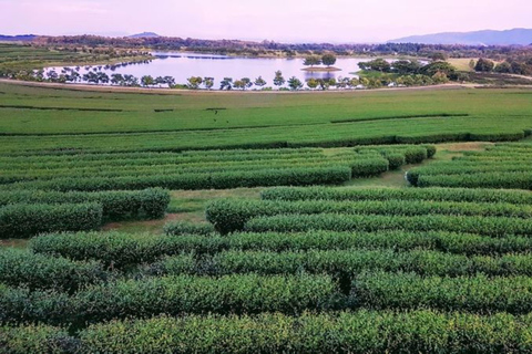 Chiangmai to Chiangrai:Temples, Tea Plantation& Lalitta Cafe 2 Temples & No Pickup