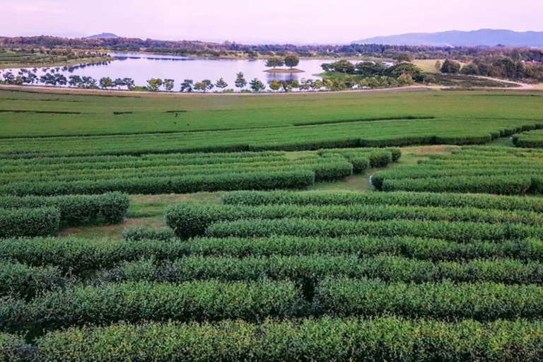 Chiangmai to Chiangrai:Temples, Tea Plantation& Lalitta Cafe 2 Temples & No Pickup