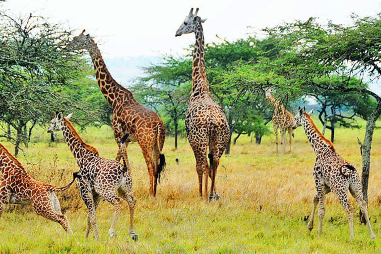 From Kigali: 1-Day Akagera National Park With Picnic Lunch