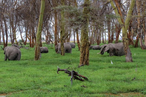 Nairobi: Tour di un giorno al Parco Nazionale Amboseli e al villaggio Maasai