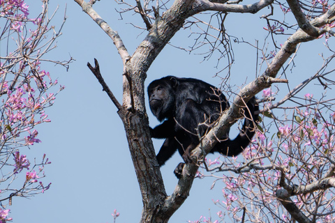 São Paulo: 3-Day Eco Safari Experience in the Pantanal