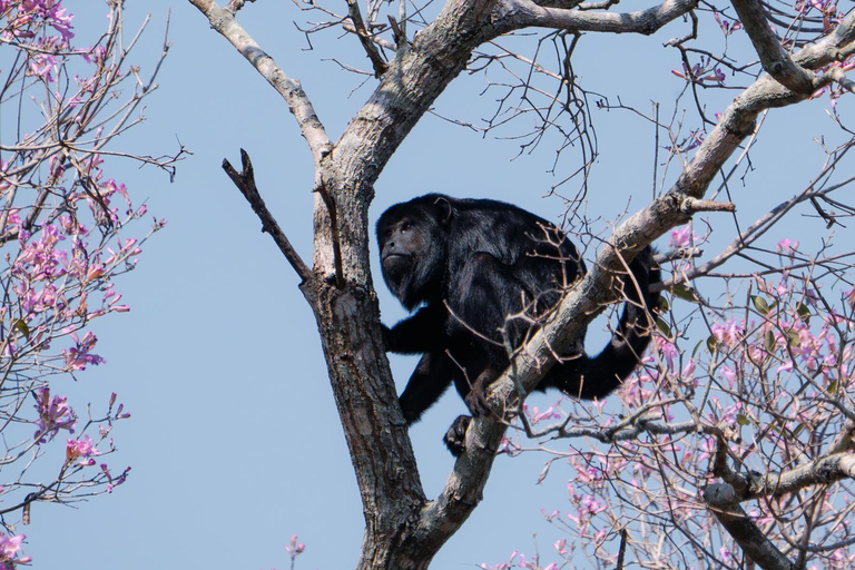 São Paulo: 3-Day Eco Safari Experience in the Pantanal