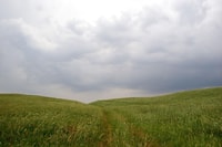 Thème Windows Desktop - Poppy Fields de Tashkent - Housity