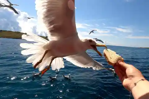 Viagem de 1 dia inteiro de barco Medulin Unije Susak com café da manhã + almoço