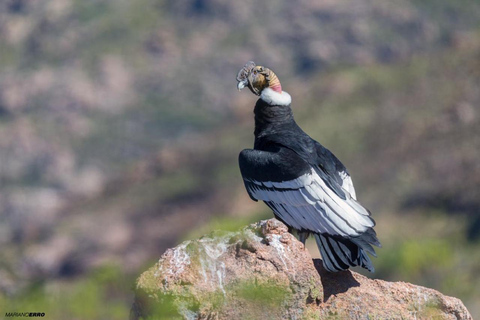 Zoo: Animal Sanctuary and Condor Flight in Cusco Cochawasi Zoo Flight of the Condor Presence of the Puma