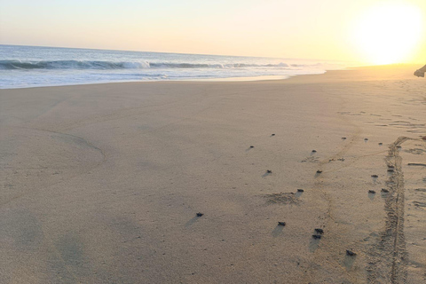 Desde Huatulco: Excursión Ecológica Cocodrilos y TortugasServicio Privado en Vehículo Avanza