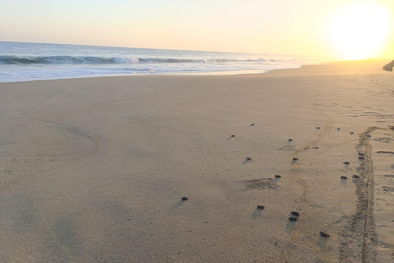 Desde Huatulco: Excursión Ecológica Cocodrilos y TortugasServicio Privado en Vehículo Avanza