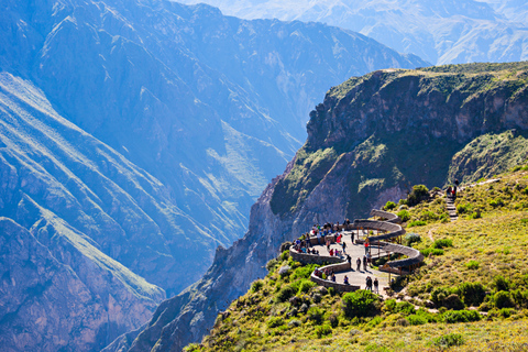 From Arequipa: Colca Canyon and Andean Wildlife Day Trip
