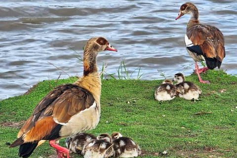Nairobi National Park Safari Game Drive in a 4x4 Nairobi: National Park 5 Hours Safari in a Shared 4x4 Jeep