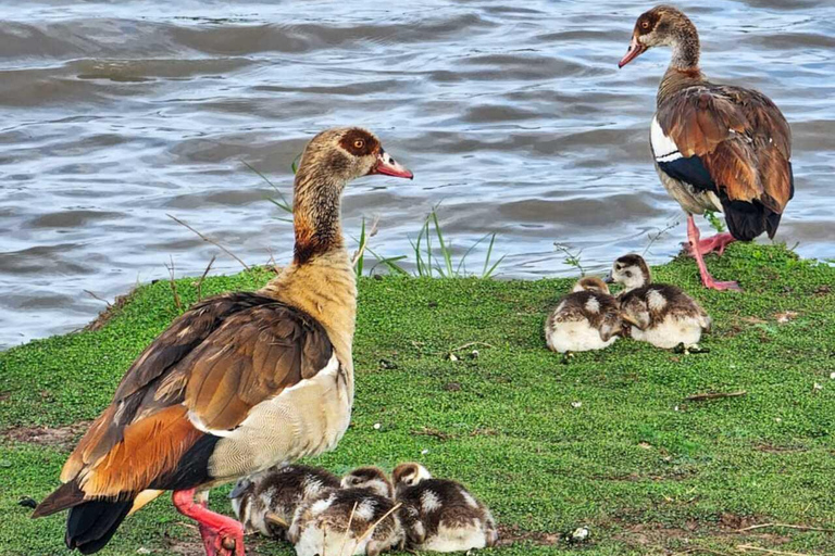 Nairobi National Park Safari Game Drive in a 4x4 Nairobi: National Park 5 Hours Safari in a Shared 4x4 Jeep