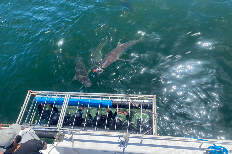 Ciudad del Cabo: Buceo en jaula de tiburones con comida y bebida