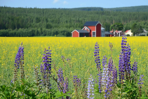 Stockholm: Evening Wildlife Safari with Midsummer MealWildlife Safari in Stockholm