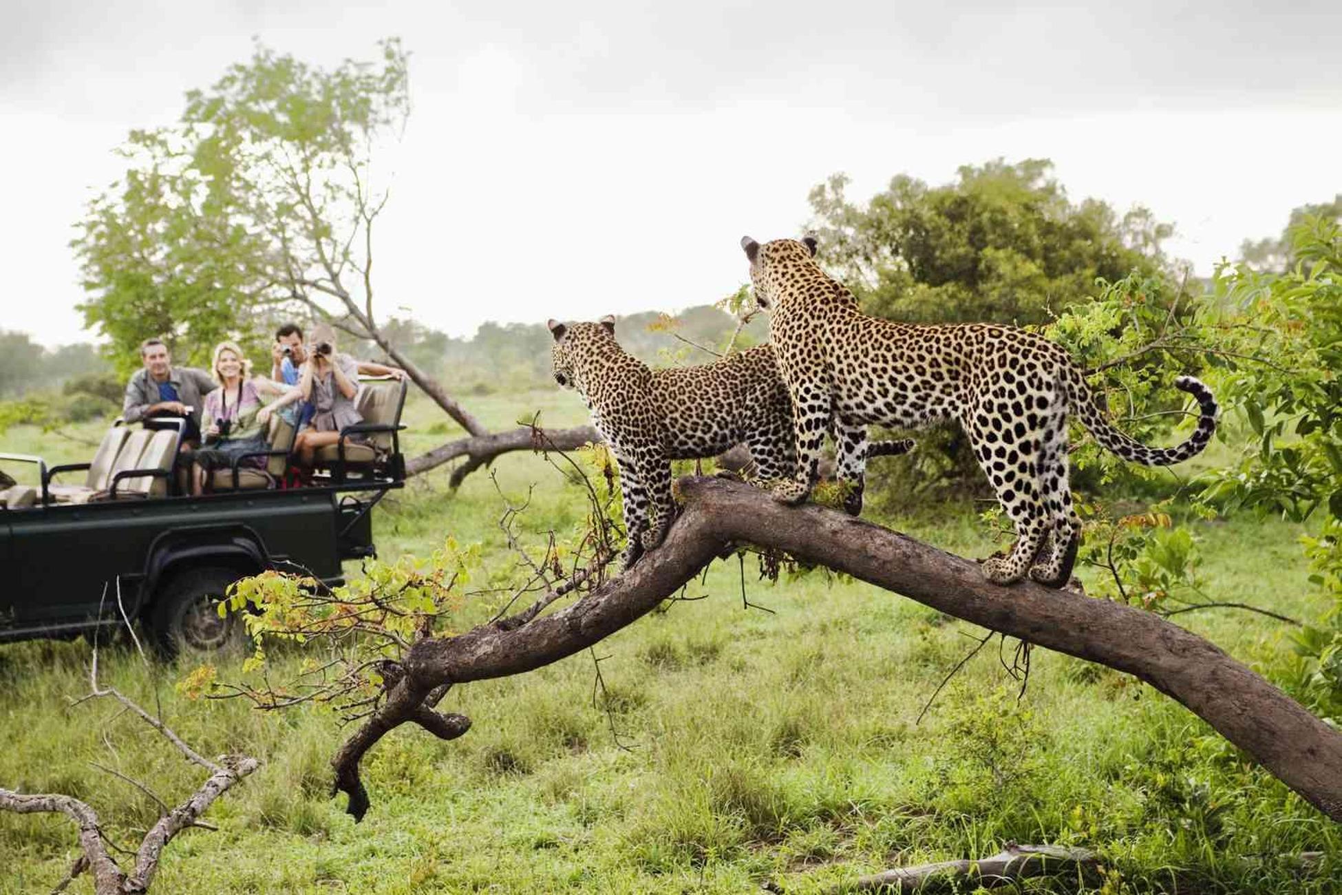 Ab Johannesburg: Pilanesberg-Big-Five-Safari-Tagestour