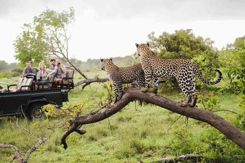 Pilanesberg Safari and Sun City Full Day Tour Private Tour Rate