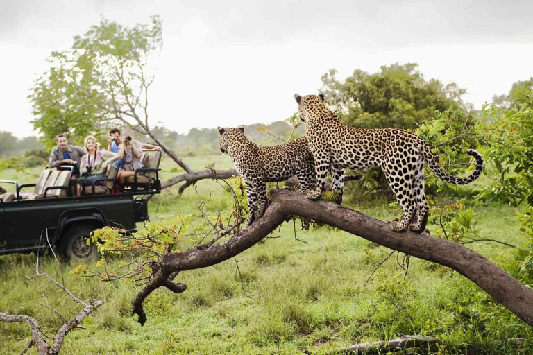 Pilanesberg Safari and Sun City Full Day Tour Private Tour Rate