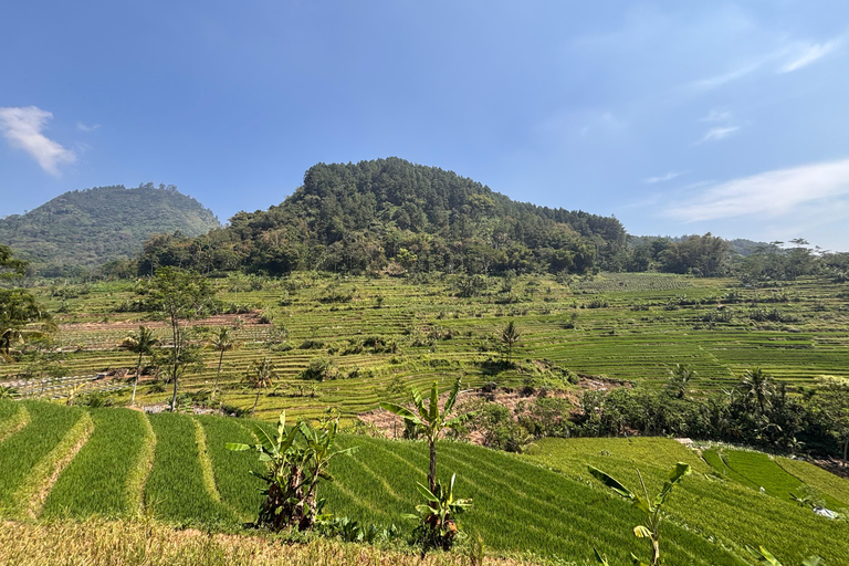 يوغياكارتا: جولة شاملة مع مرشد سير في تراس الأرزيوجياكارتا: جولة شاملة على مدرجات الأرز مع مرشد