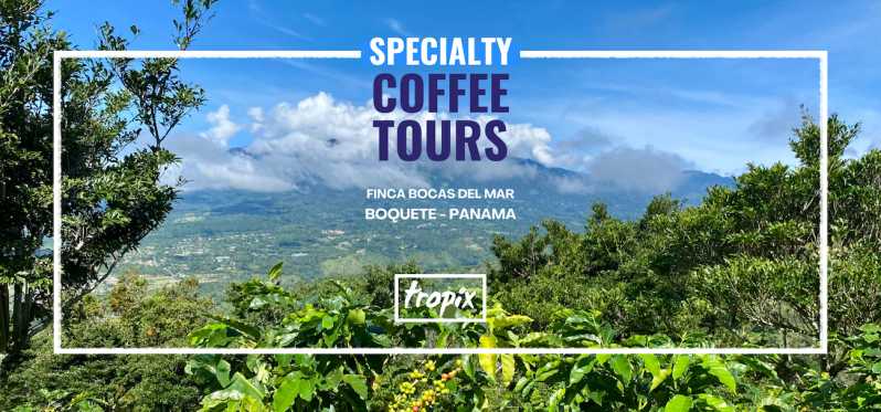 Boquete, Panama: tour interattivo del caffè speciale