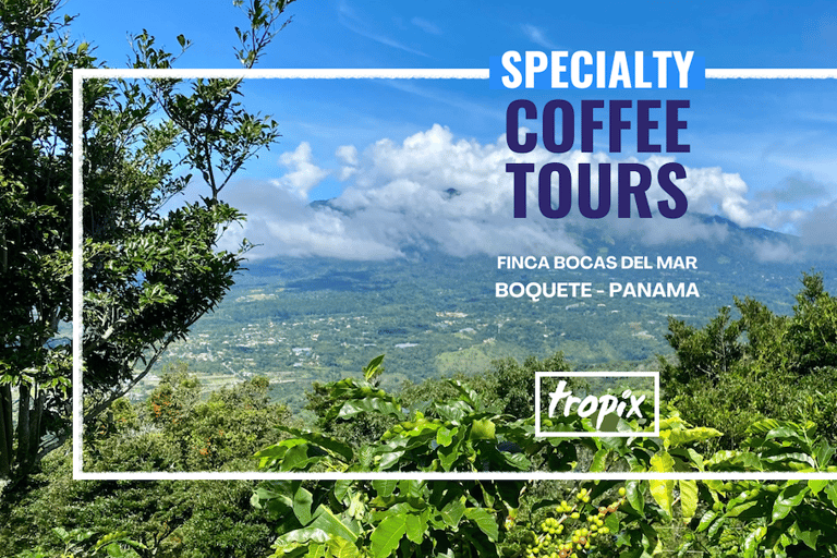 Boquete, Panama : visite interactive du café de spécialité