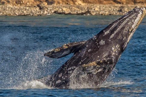 Los Angeles Harbor Breeze Cruise & Battleship USS Iowa Entry Whale Watching Cruise + USS Iowa Ticket